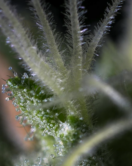 Embark Cannabis Quality Purity Extraction Bubbleman 20.png