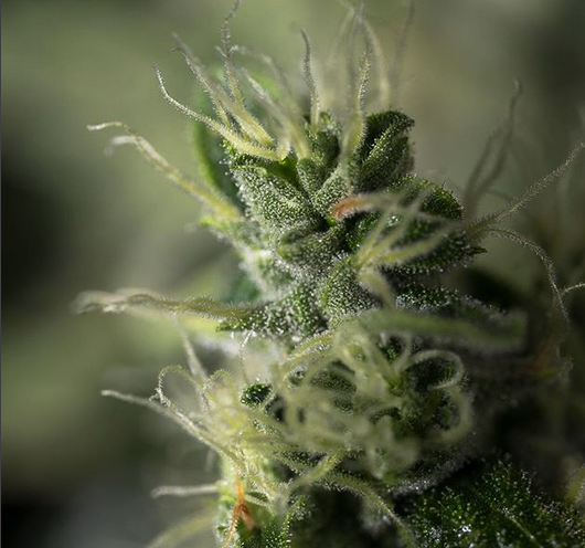 Embark Cannabis Quality Purity Extraction Bubbleman 21.png