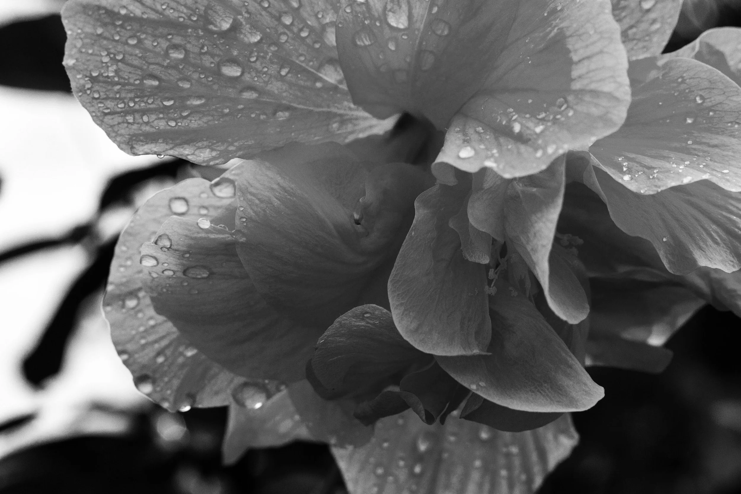 St. Croix Flower BW_Original.JPG