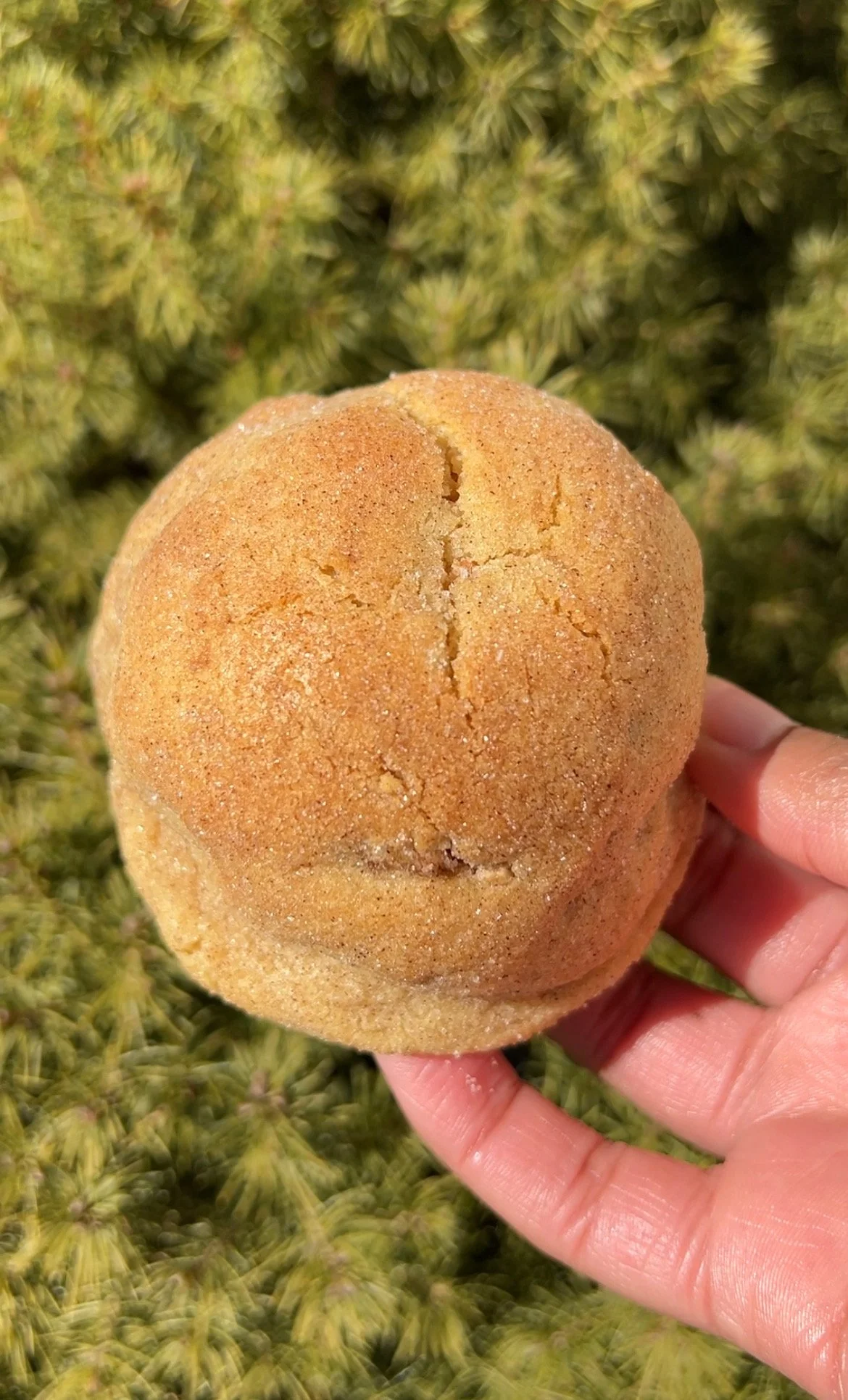 brown sugar poptart.jpeg