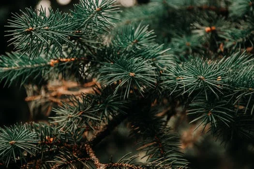 pexels-photo-943900.jpg