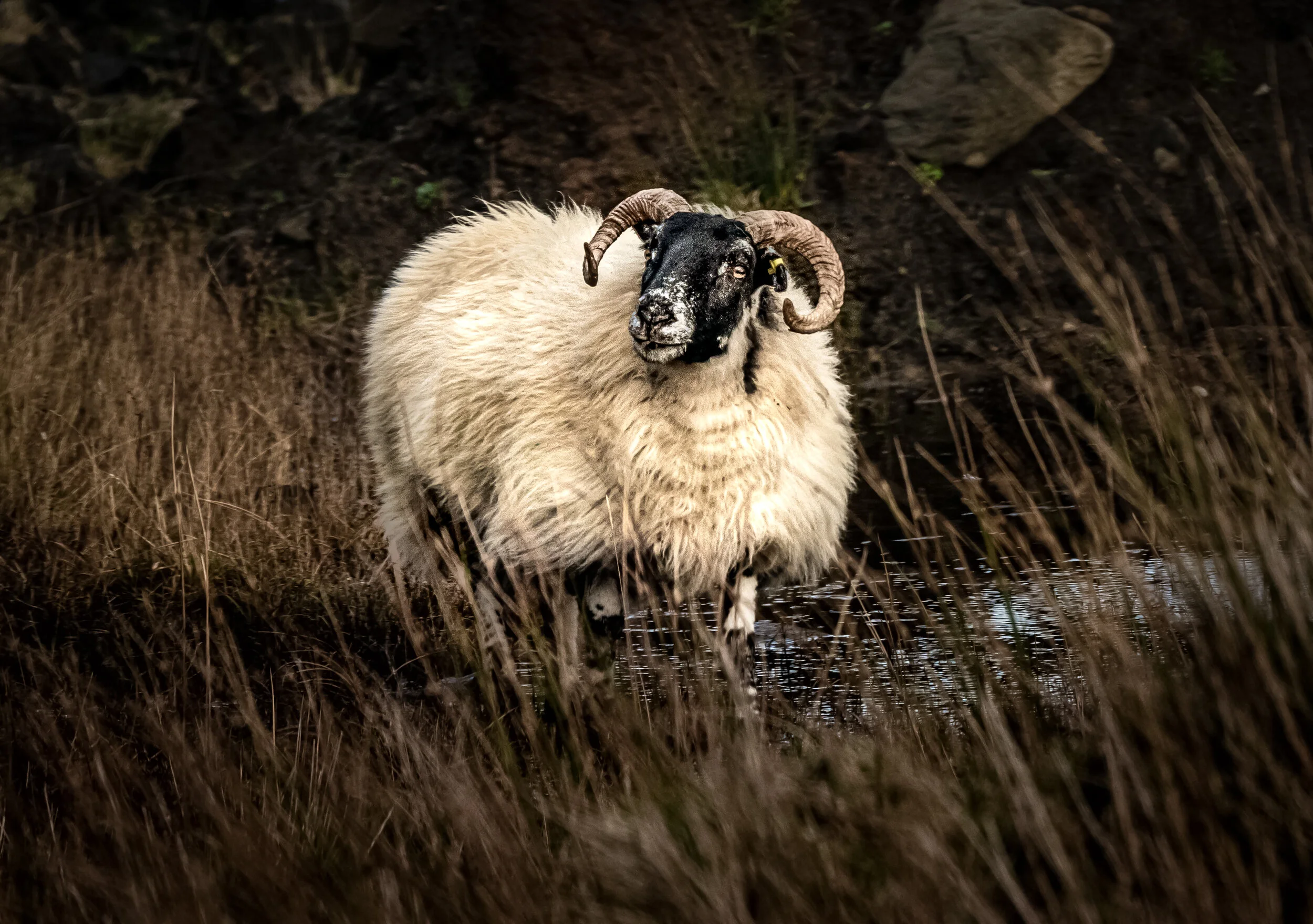 the paintly ram (1 of 1).jpg