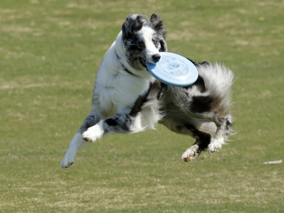 discdogpic.jpg