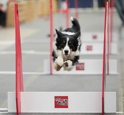 flyball.jpg