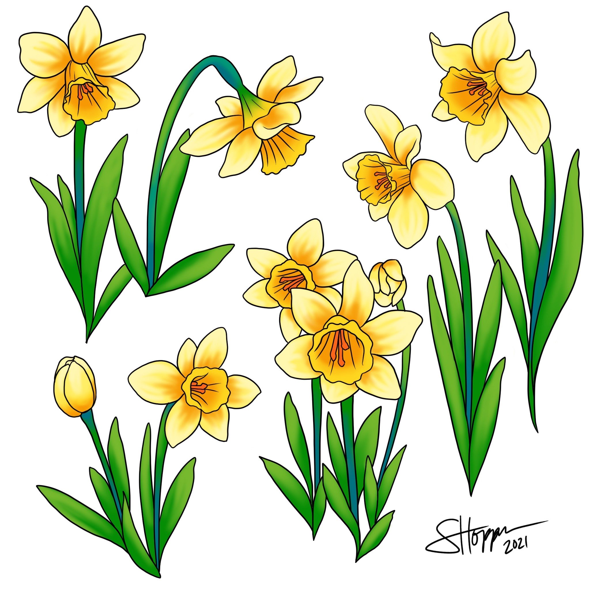 Daffodils.JPG