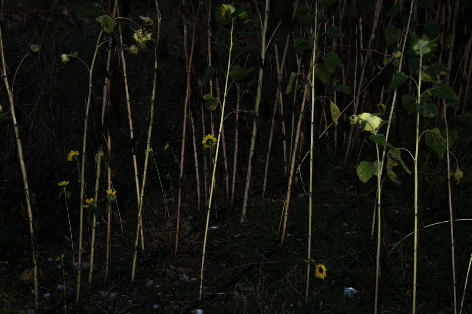 Grotesque, Tasos Biris 07.JPG