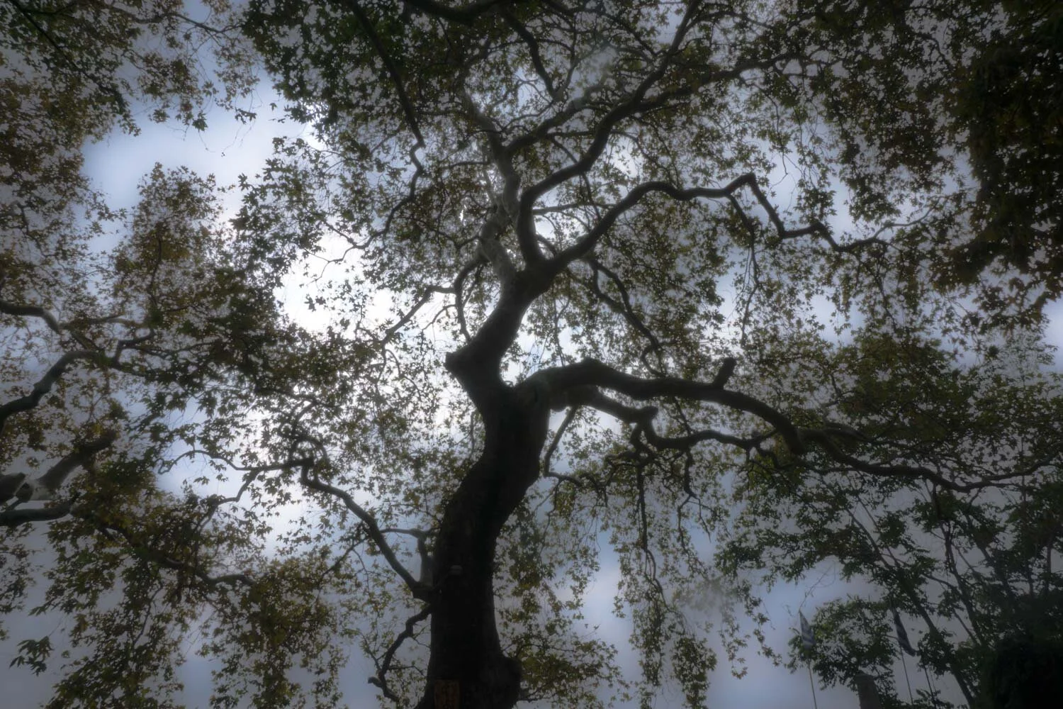 Grotesque, Tasos Biris 21.JPG