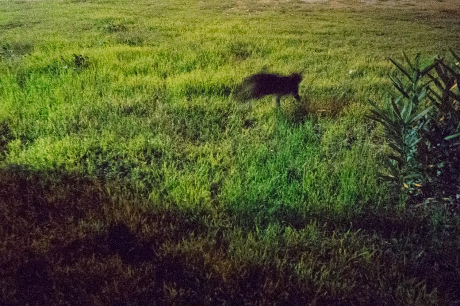 A, Tasos Biris 22.JPG