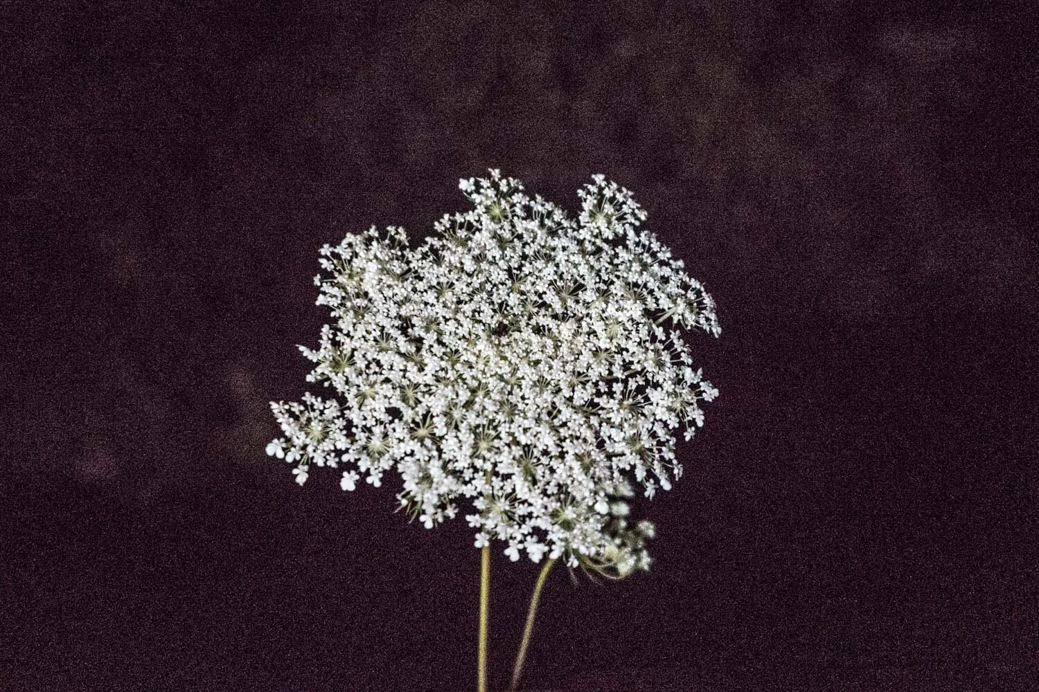 Tasos Biris,Nobody 17.JPG