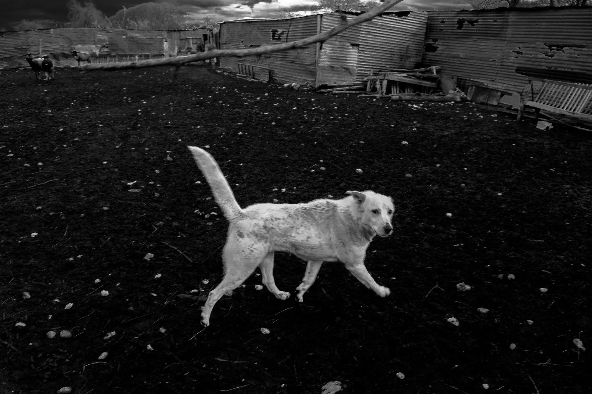 Tasos Biris, portfolio1 38.JPG