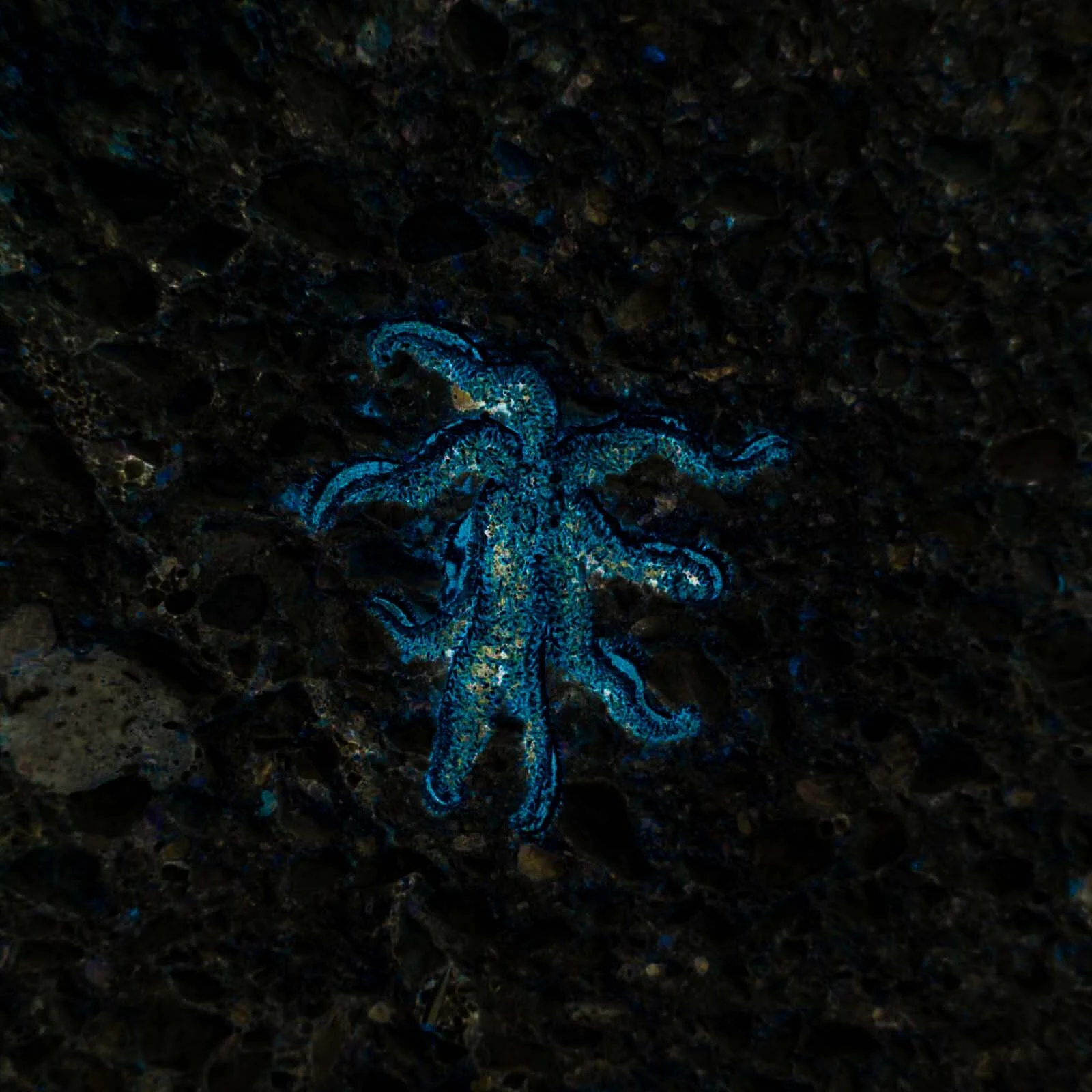 Tasos Biris, Tractatus Logico-Philosophicus 16, DSC07436-2-3.JPG