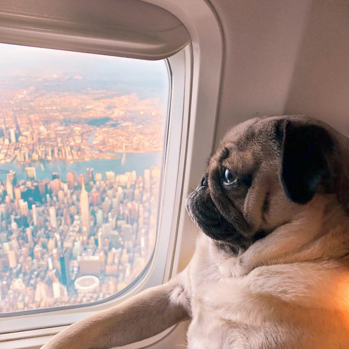 DogSaveThePeople1a.jpg