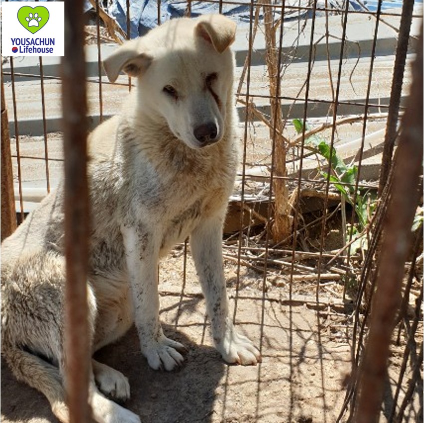 Korean Dogs — Rescue Me GA