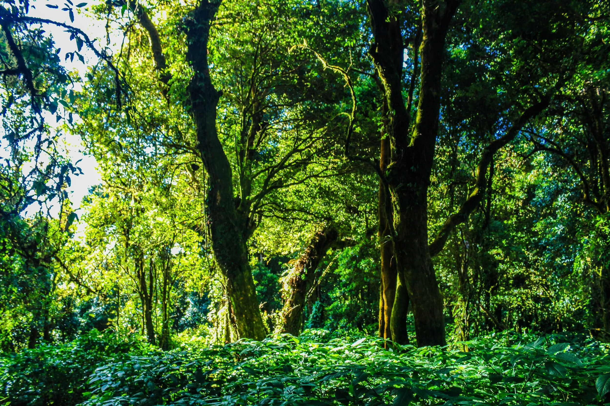 branches-daytime-environment-904821.jpg