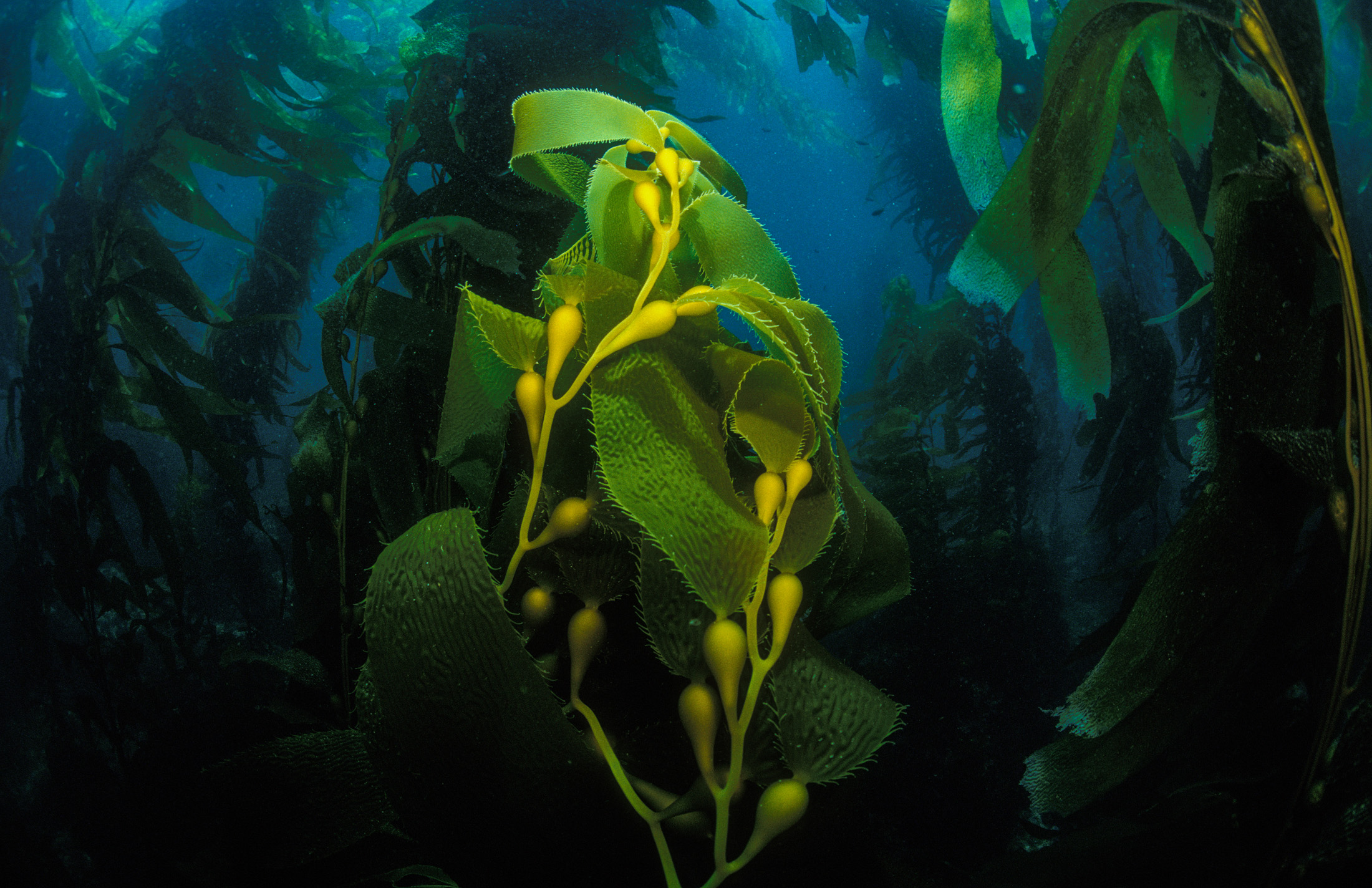 0 Annie_Crawley-100-Kelp Forest.jpg