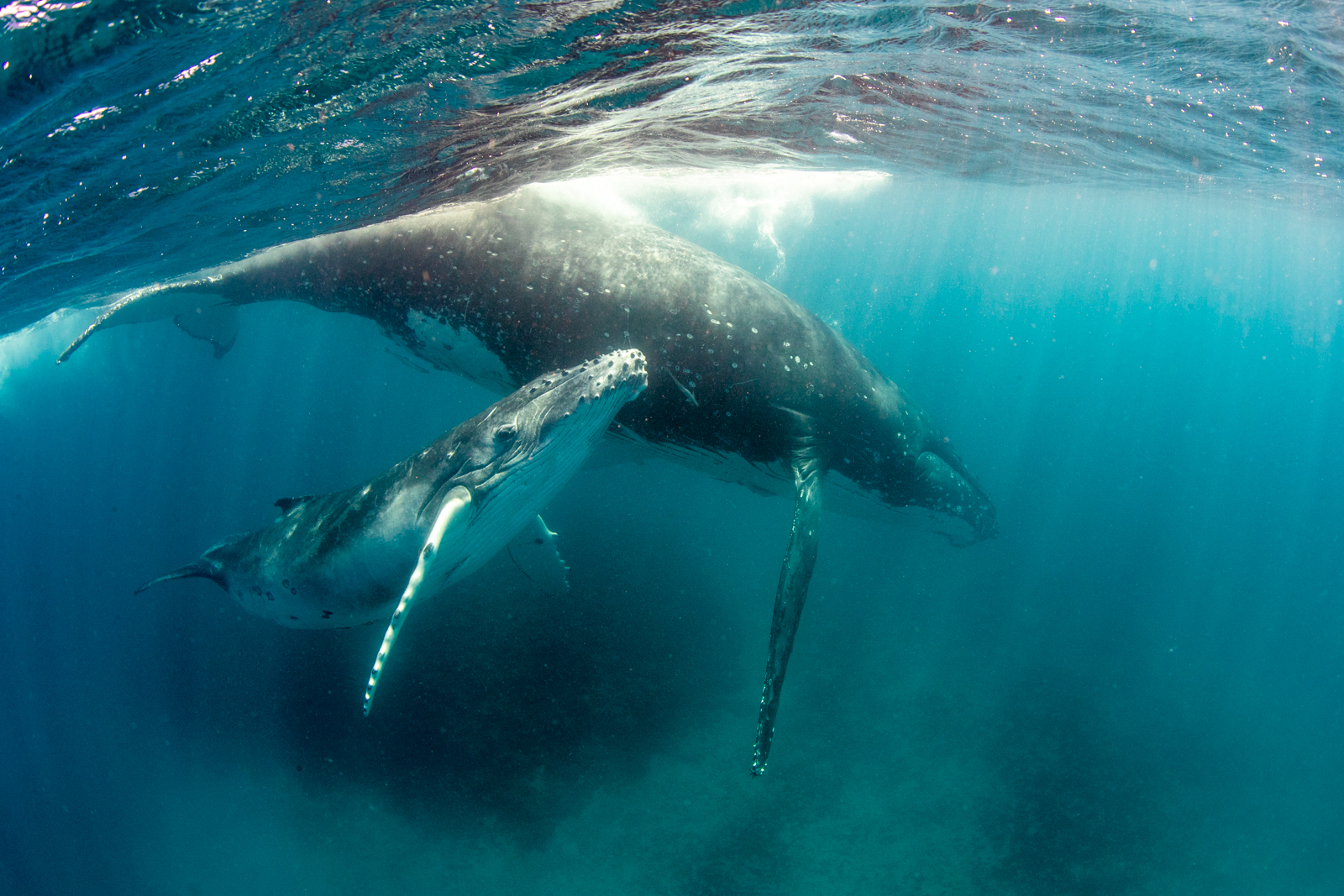 Annie Crawley Our Ocean And You Dive Team-2085.jpg