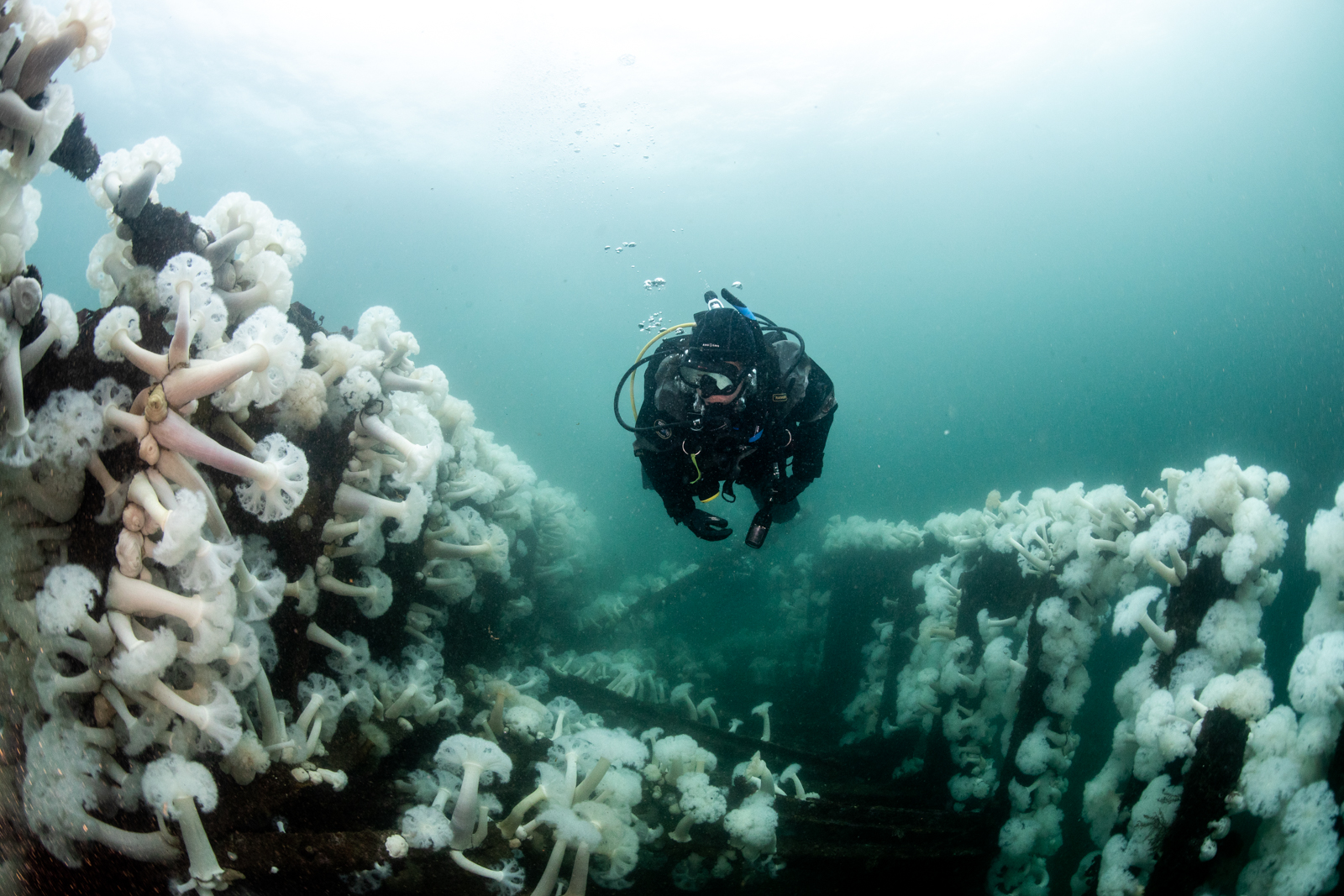 Annie Crawley Our Ocean And You Dive Team-5037.jpg