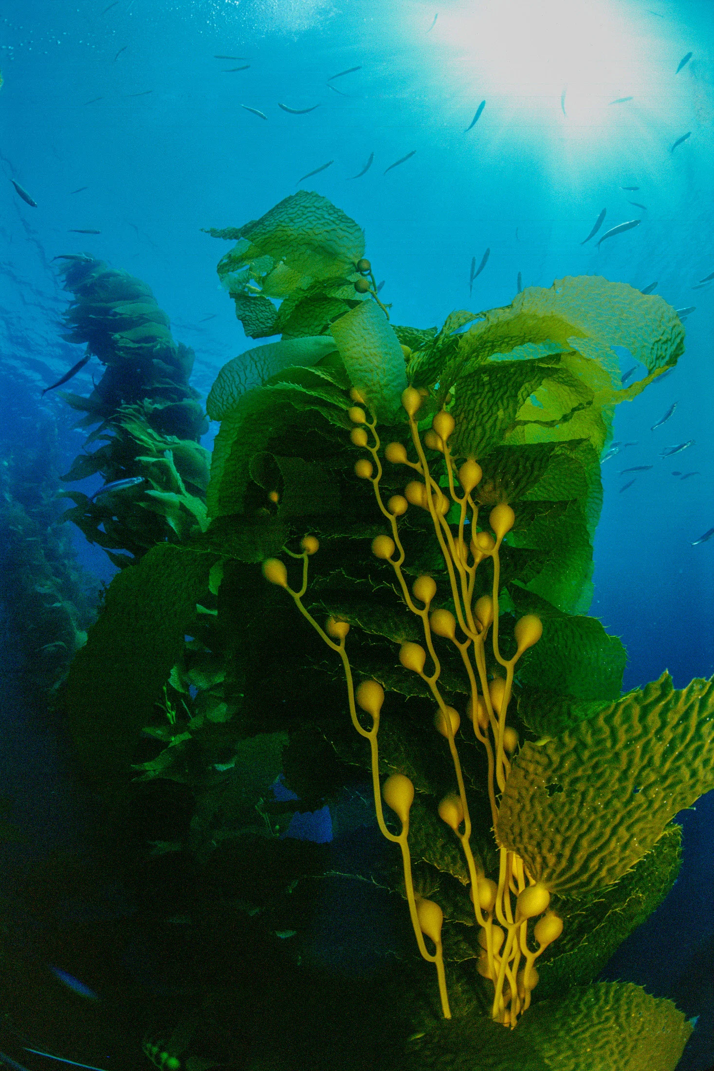 Live Aboard Truth Aquatics Channel Islands, Southern California