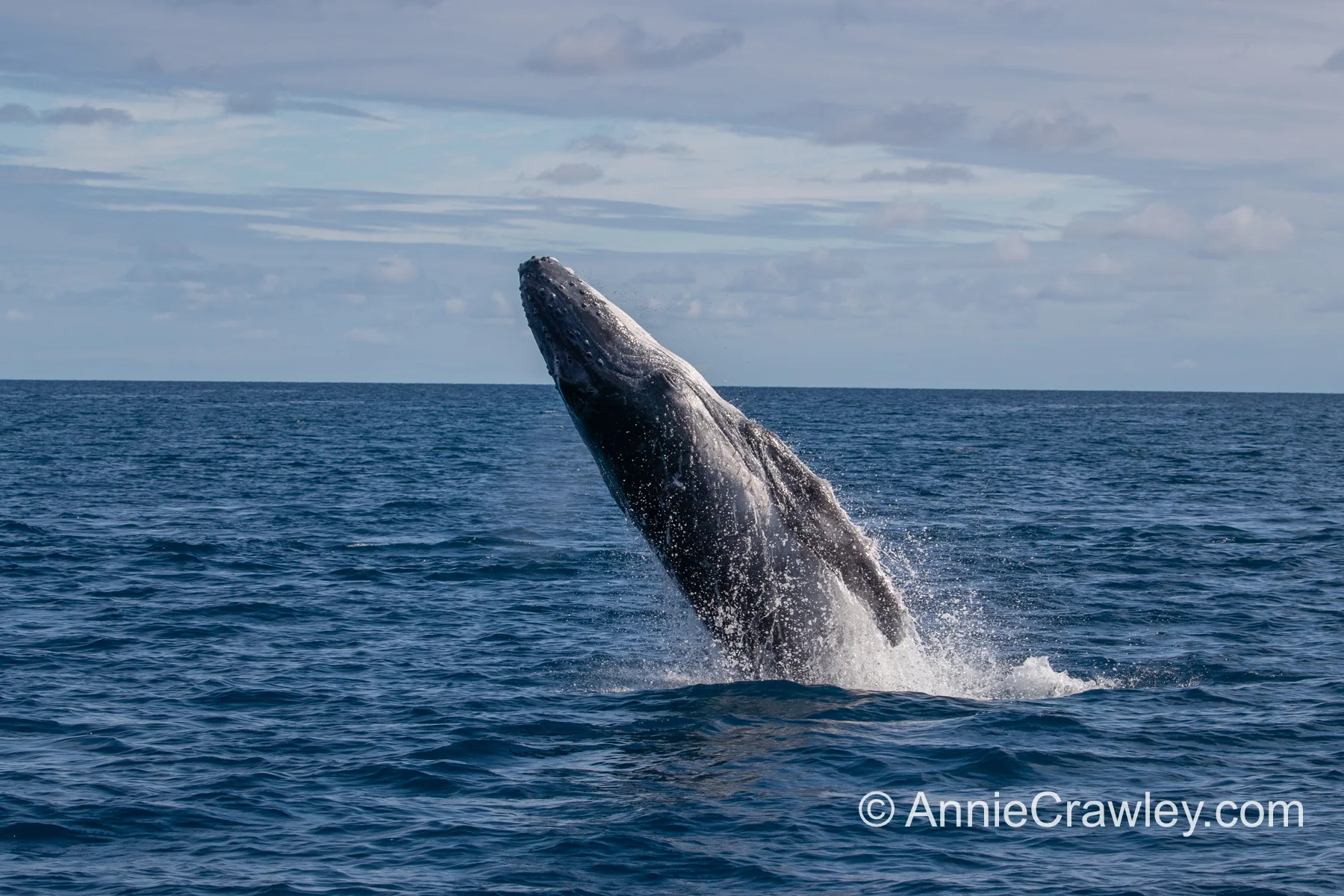 Tonga Humpback Whales Annie Crawley-0329.jpg