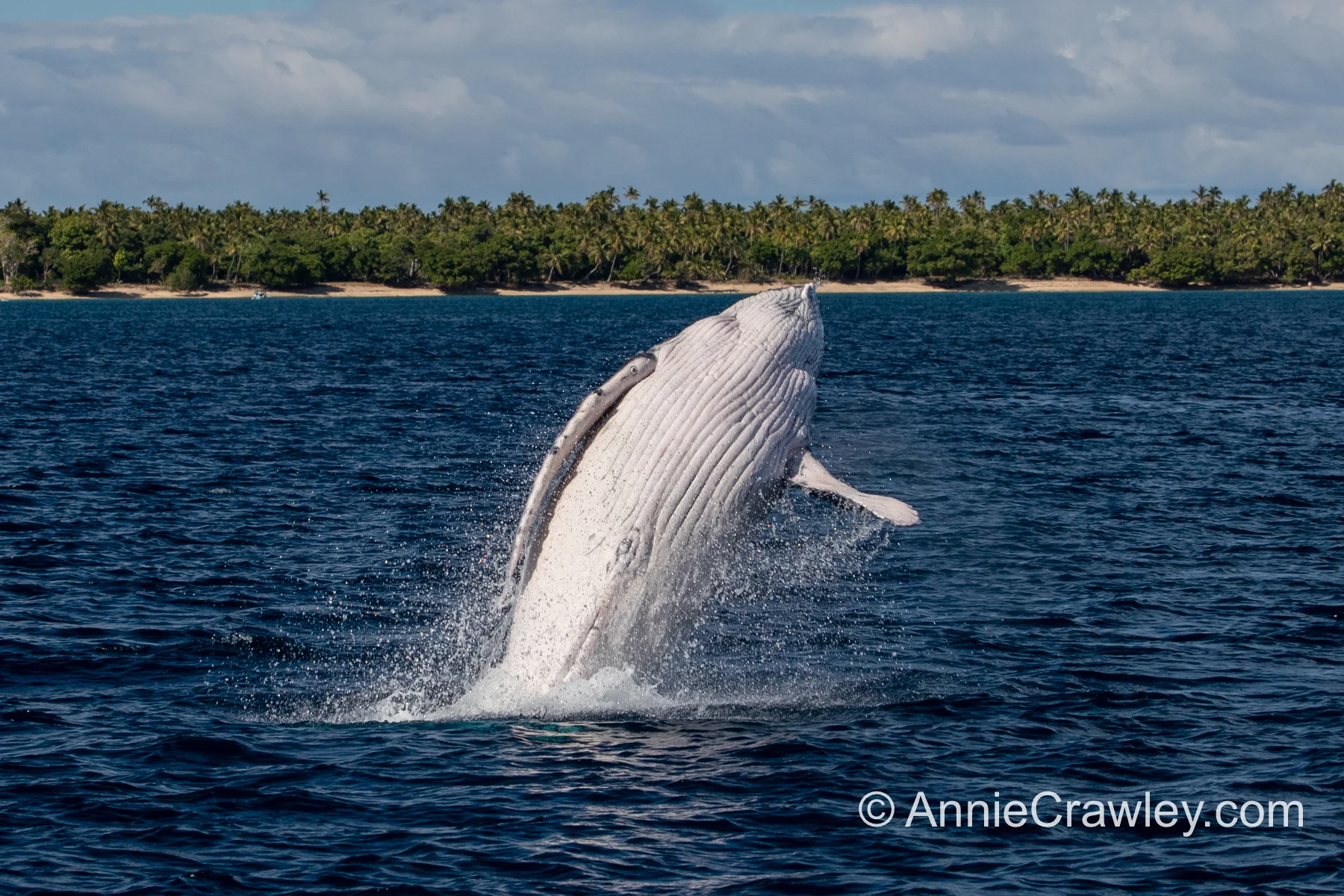 Tonga Humpback Whales Annie Crawley-0356.jpg