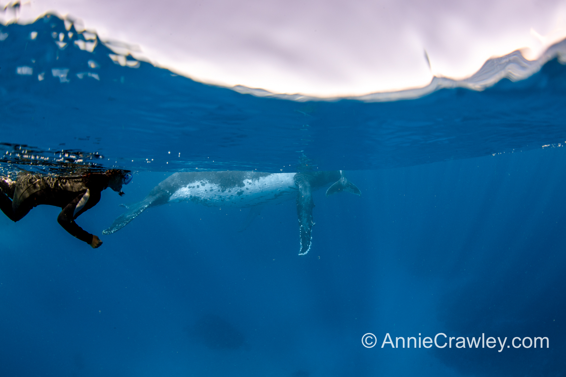 Tonga Humpback Whales Annie Crawley-0128.jpg