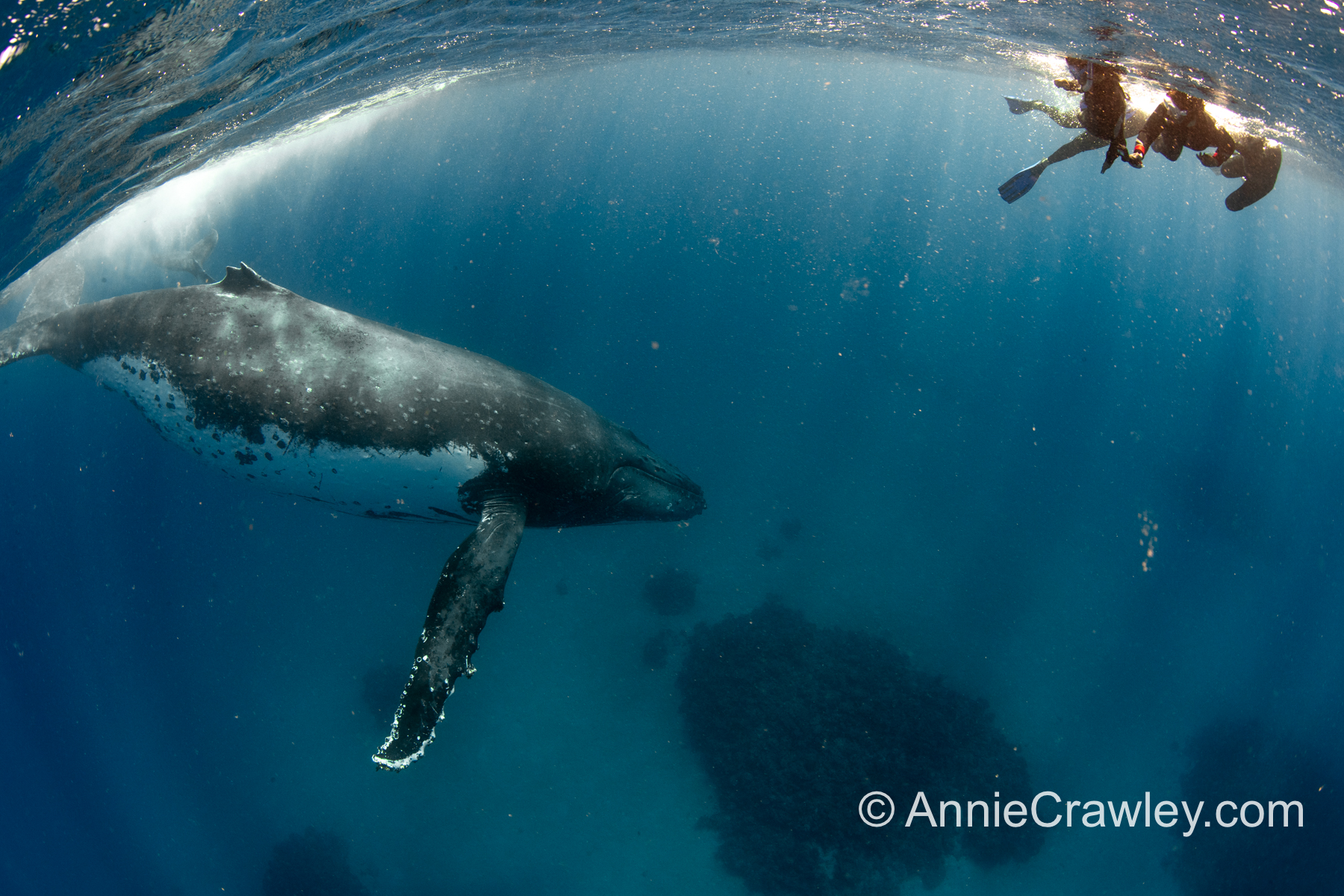 Tonga Humpback Whales Annie Crawley-0247.jpg