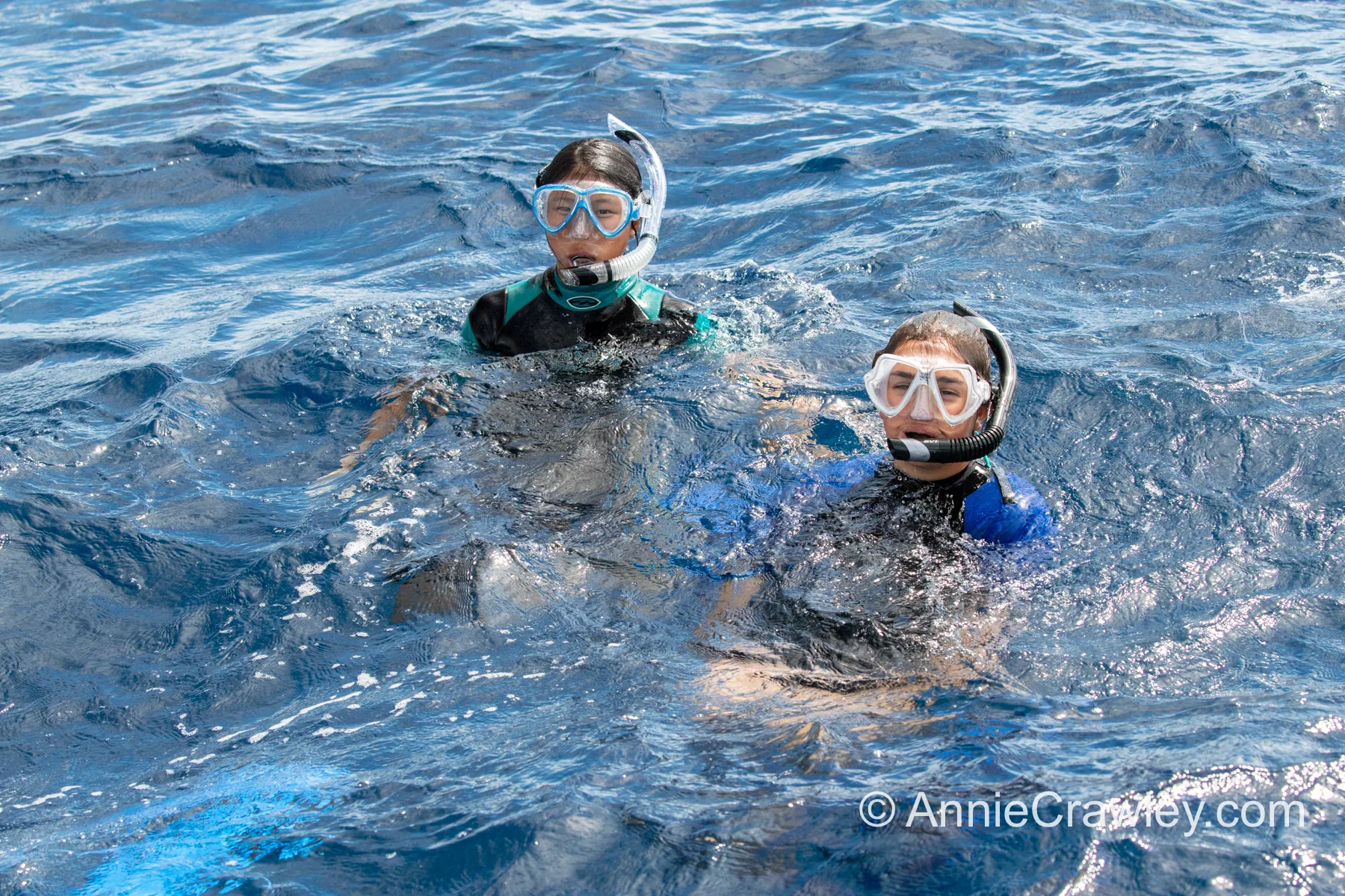 Tonga Humpback Whales Annie Crawley-9898.jpg