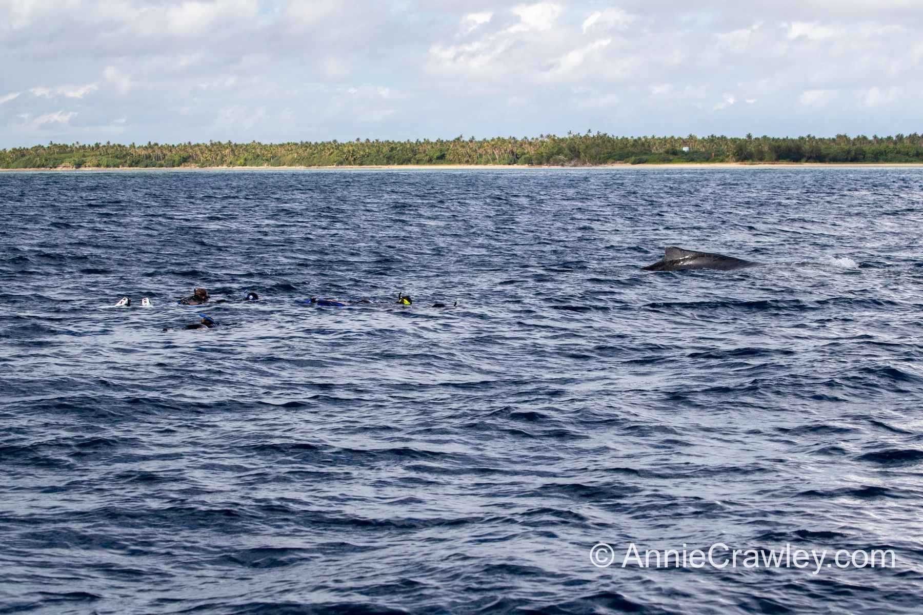 Tonga Humpback Whales Annie Crawley-9912.jpg