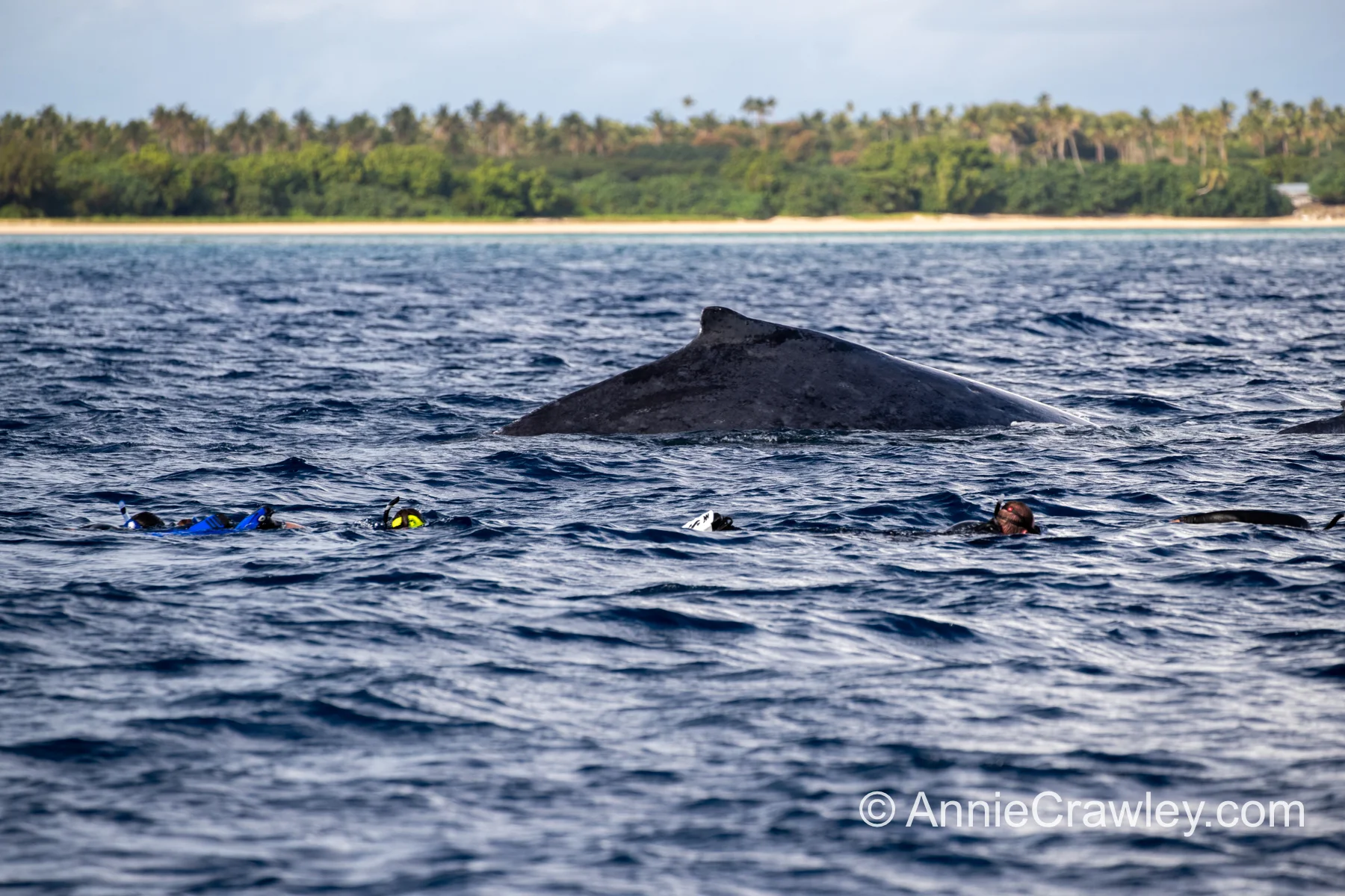 Tonga Humpback Whales Annie Crawley-9952.jpg