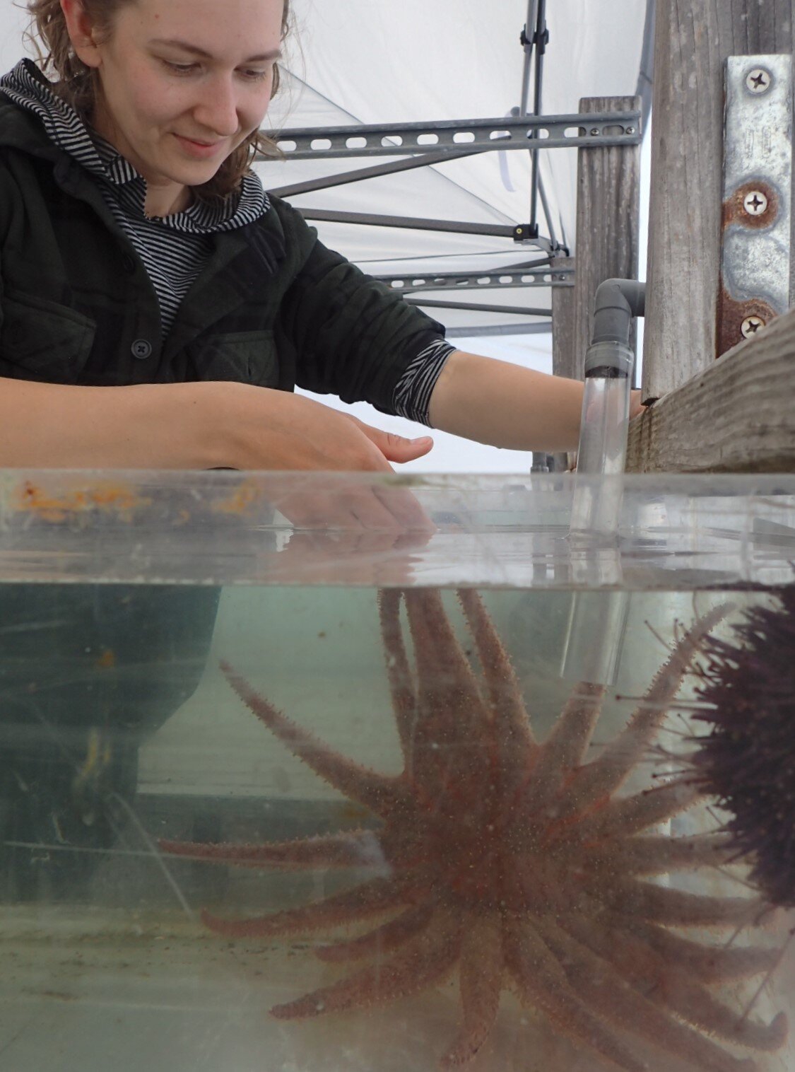  Julia studies sunflower stars, Pycnopodia helianthoides, which have become endangered due to Sea Star Wasting Disease. 