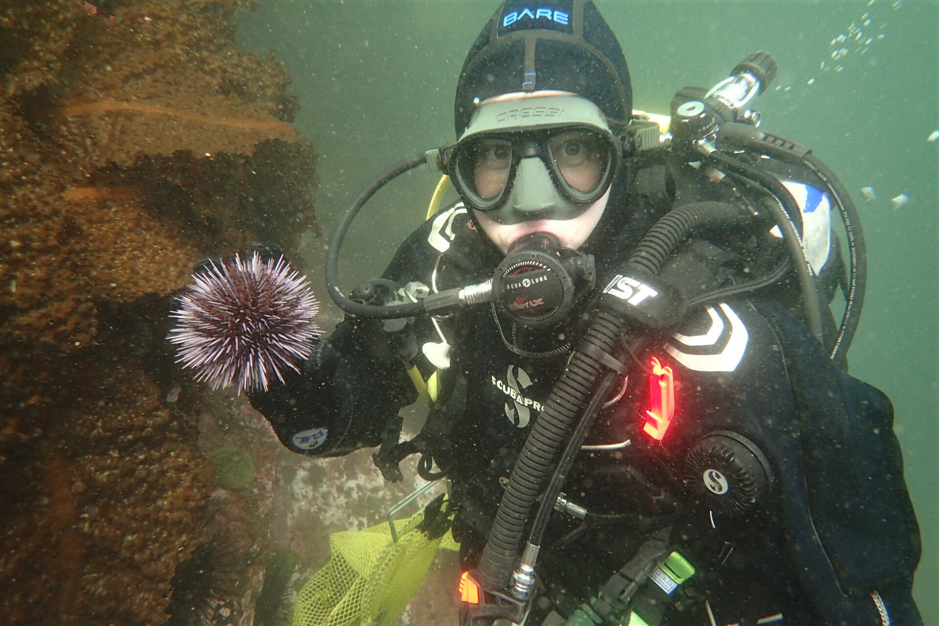  Julia collecting urchins for research in the lab. 