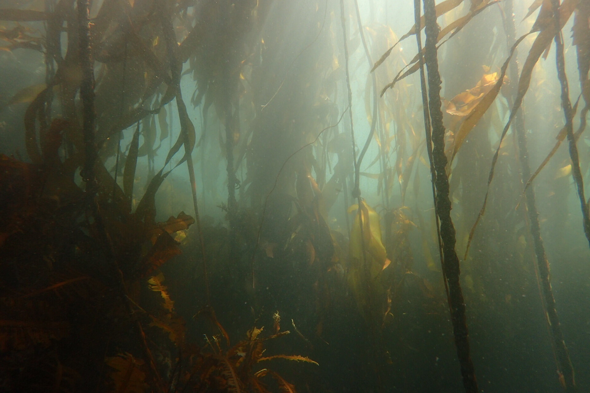  Kelp forests support diverse life but are threatened by overgrazing of sea urchin herbivores. 