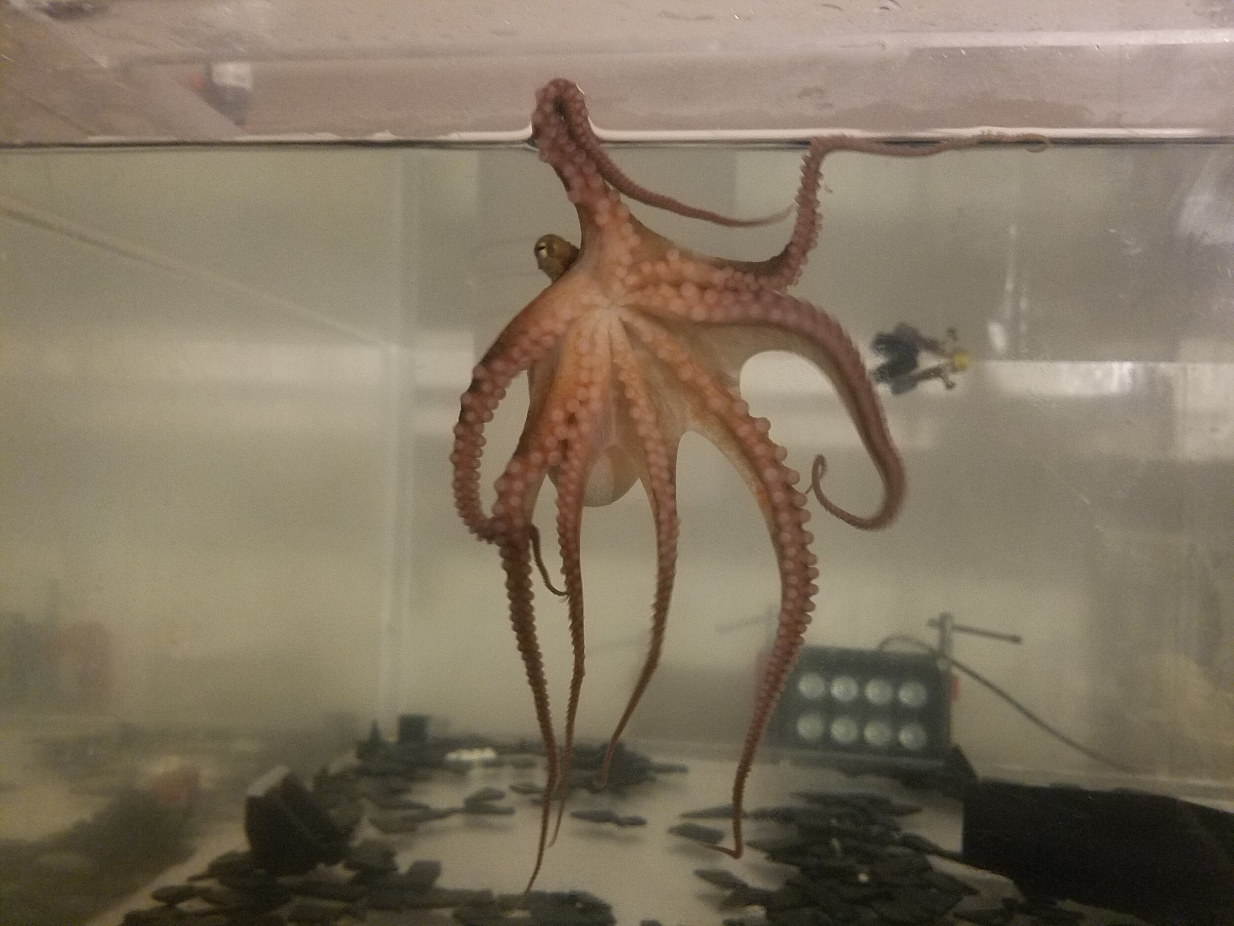  Most of the octopus’ brain exists within its arms. The octopus therefore uses a completely different strategy for sensing, thinking and moving. 