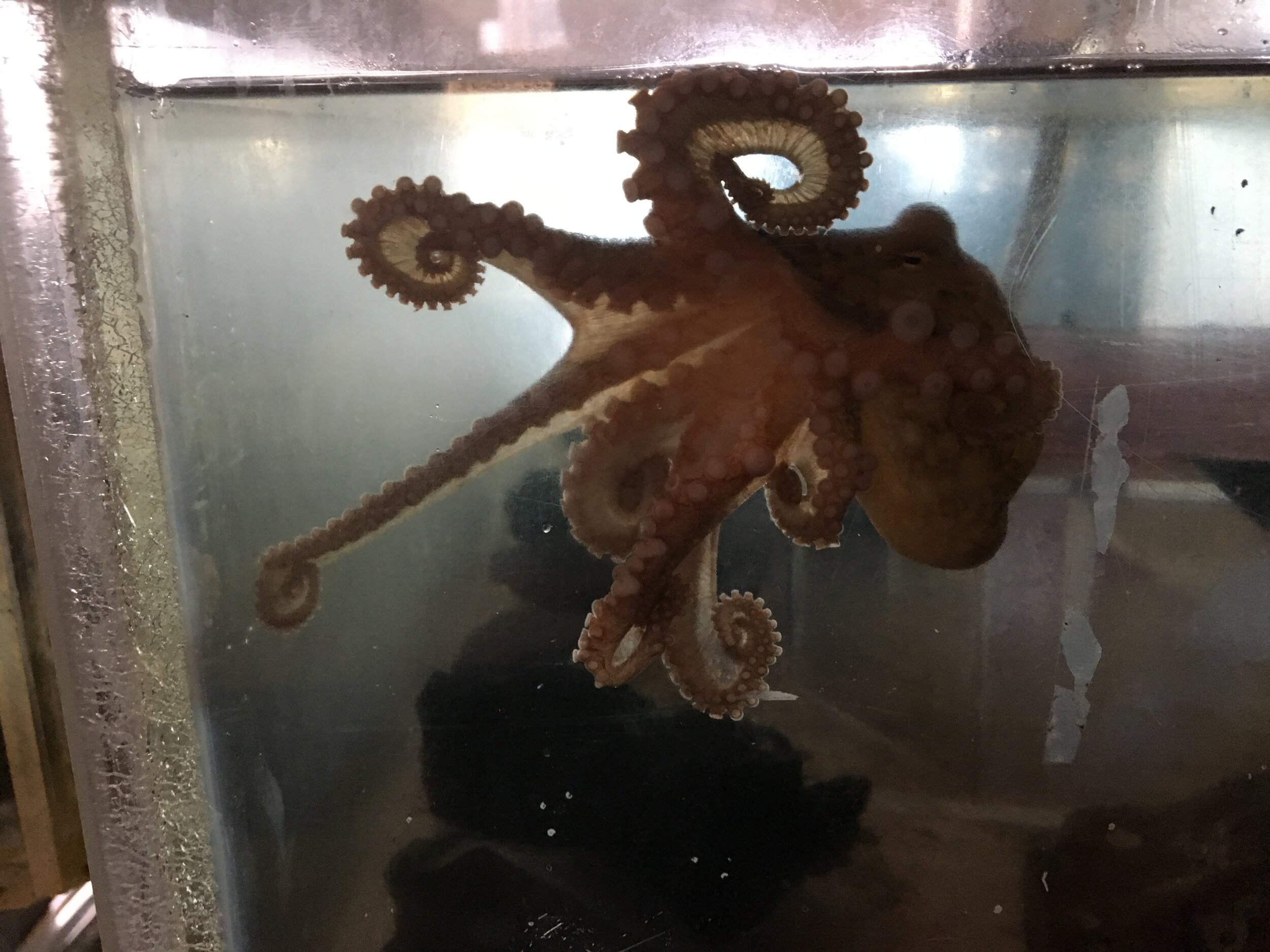  The octopus is curious and intelligent, yet so alien! 