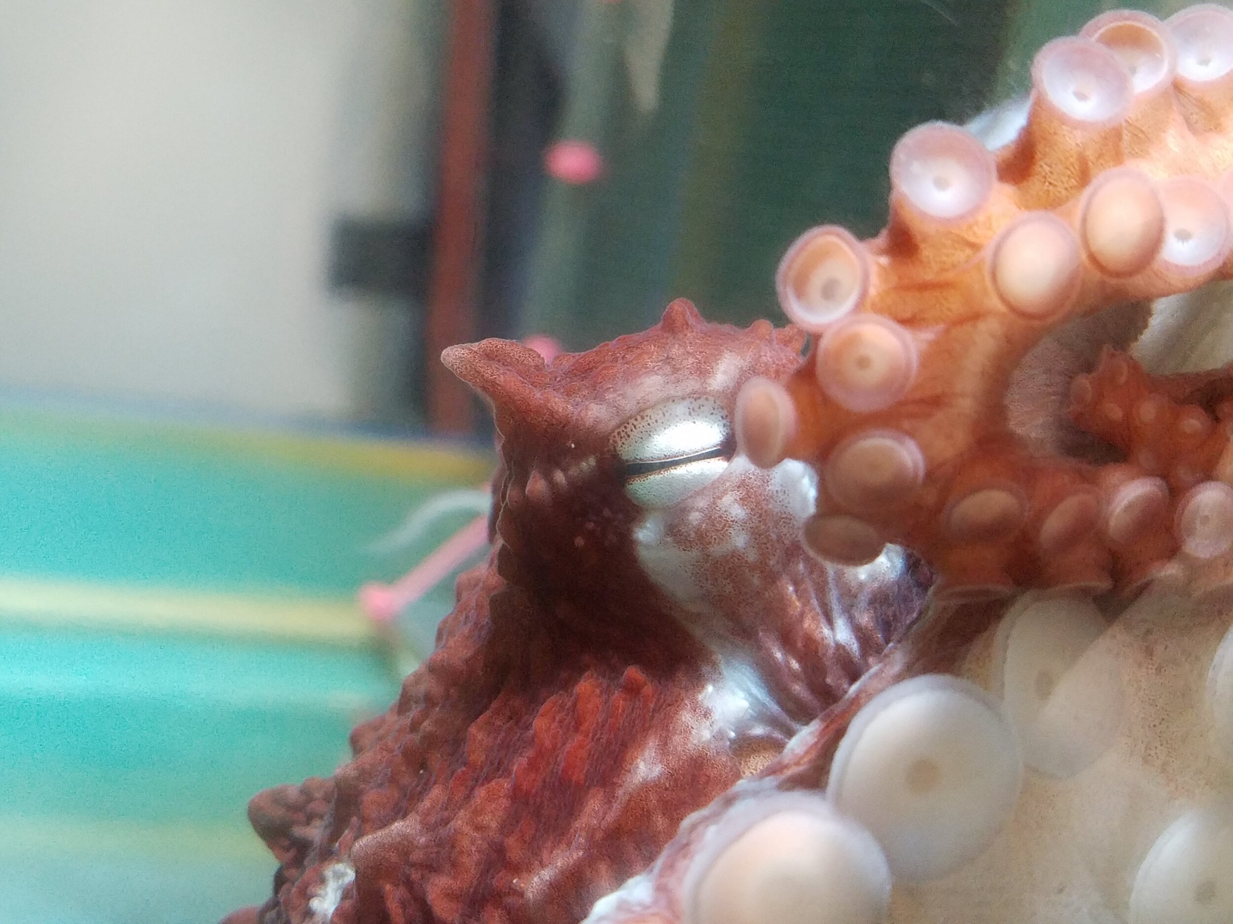  The octopus is uniquely intelligent and serves as a model for other forms intelligence might take in the universe. 