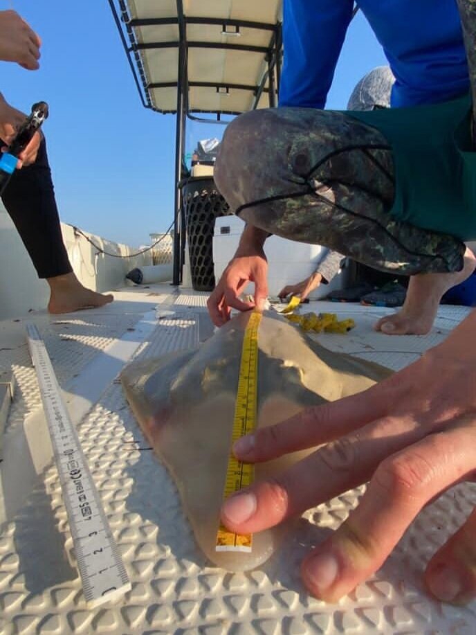  Measuring the length of a guitarfish. 
