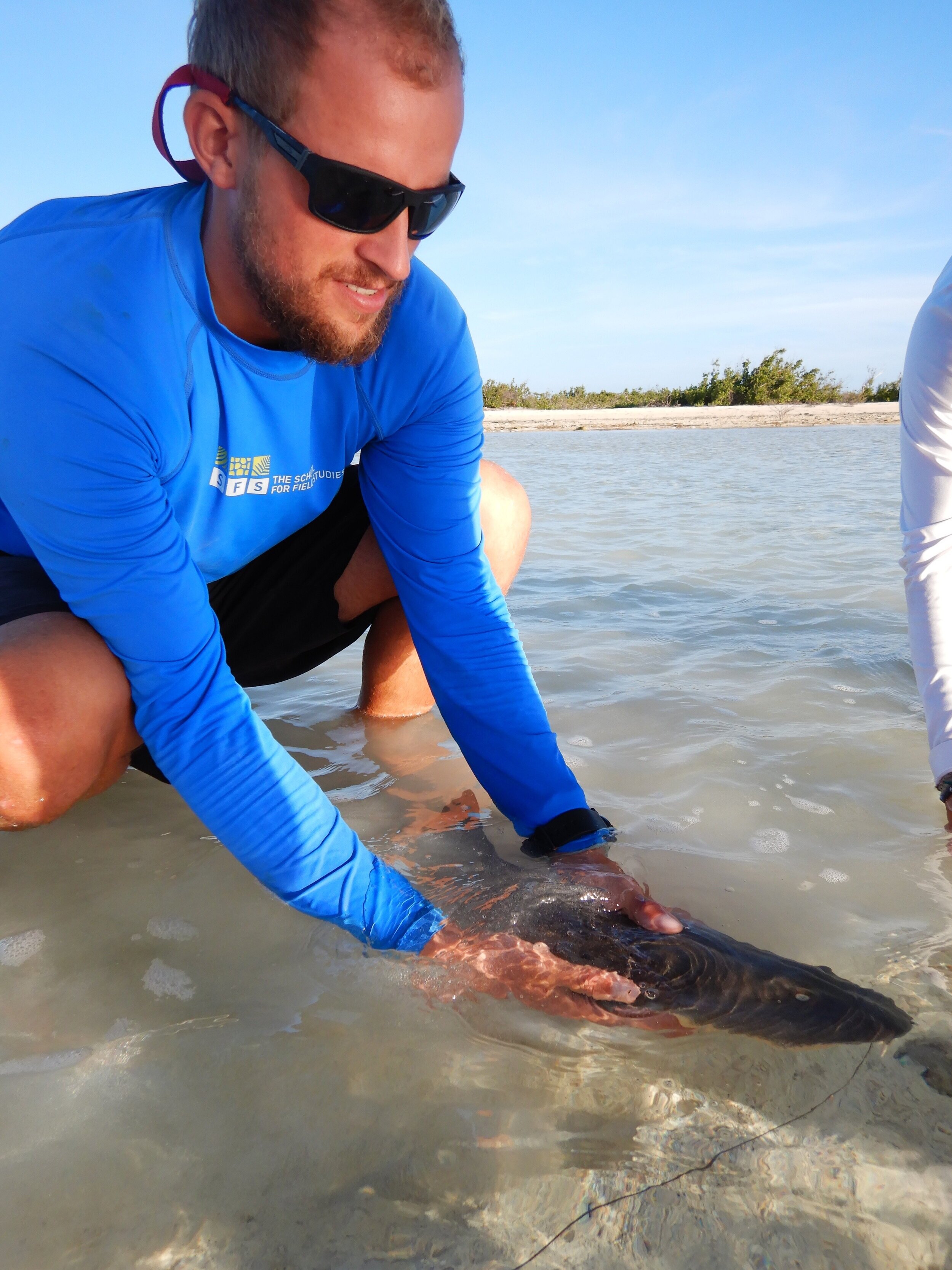  Releasing a nurse shark. 