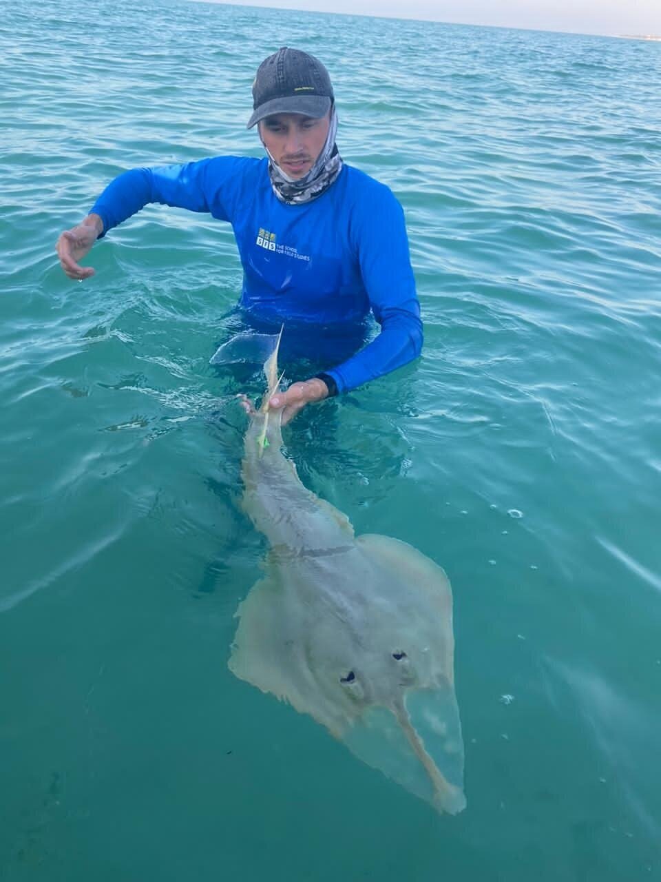  Guitarfish are Stephan’s favorite! 