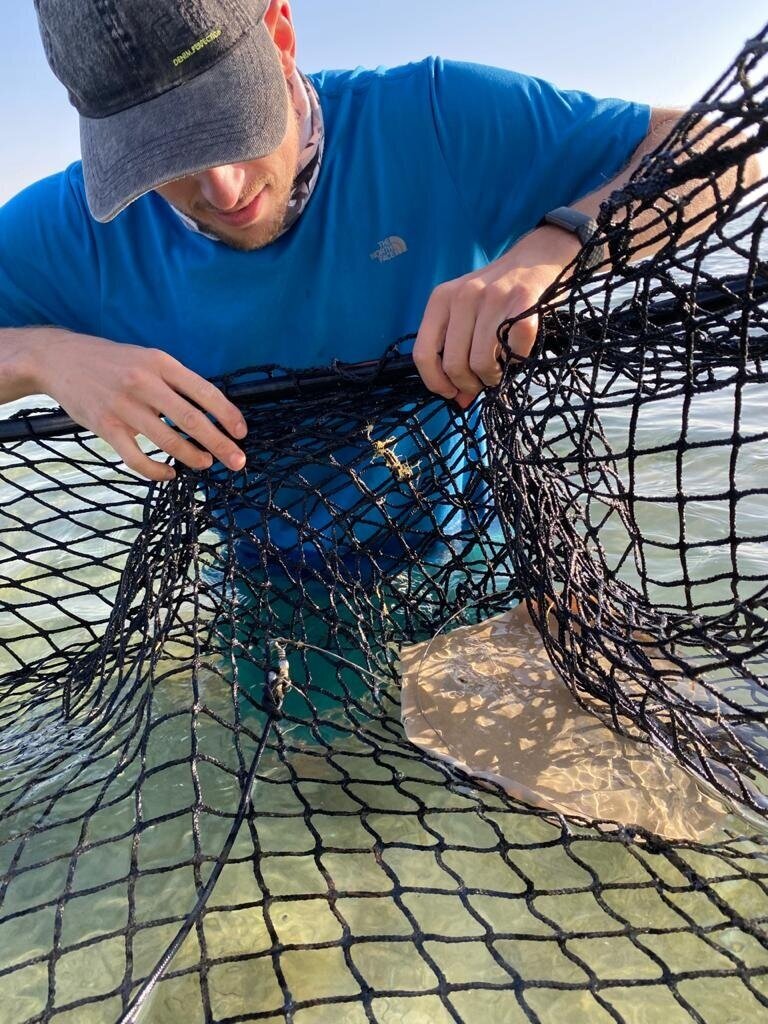  Using nets to capture species for measurements and tagging. 