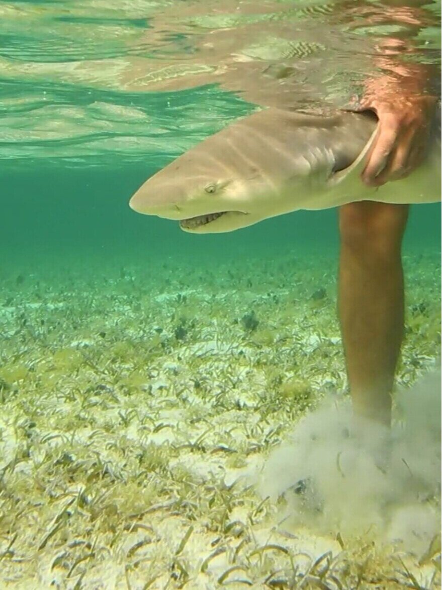  Releasing a lemon shark. 