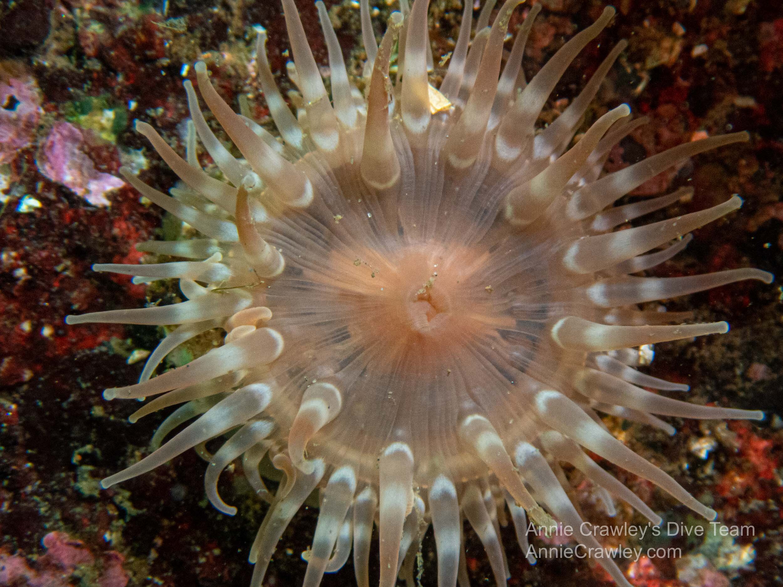  Elise wrote a blog for the My Underwater Backyard Edmonds Underwater Park project on symbiosis. She describes the relationship between anemones and algal partners, or symbionts. Photo by Elise. 