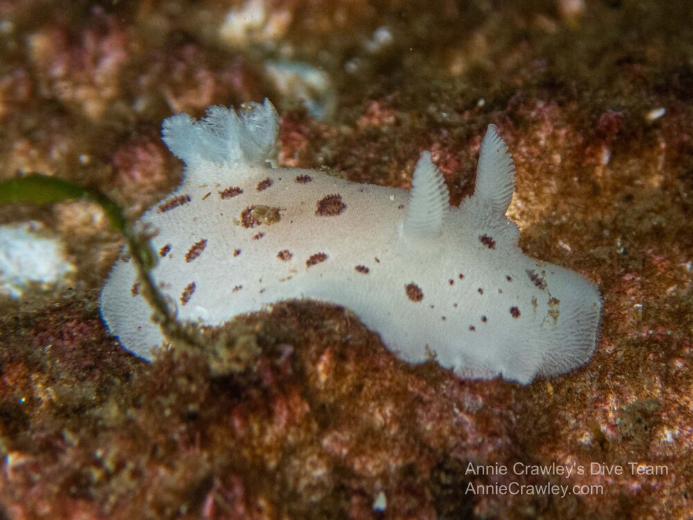  Leopard nudibranch. Photo by Elise Foot Puchalski. 