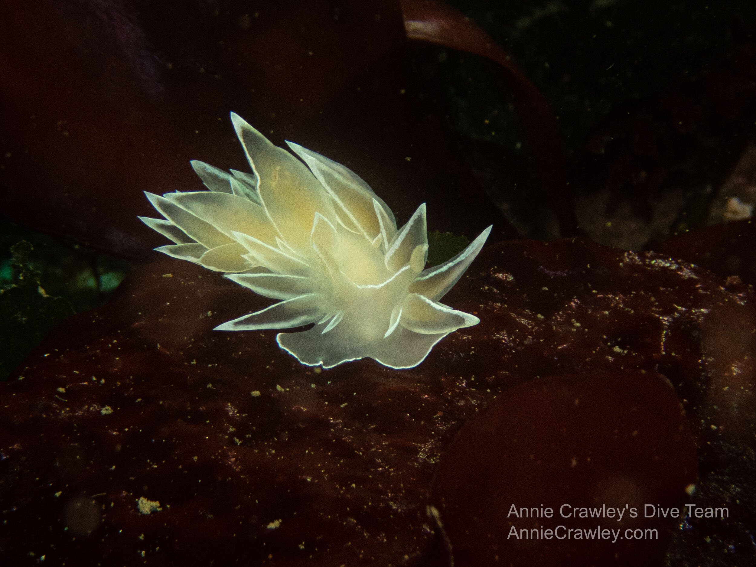  White lined dirona. Photography can be used for science or art. Photo by Elise. 