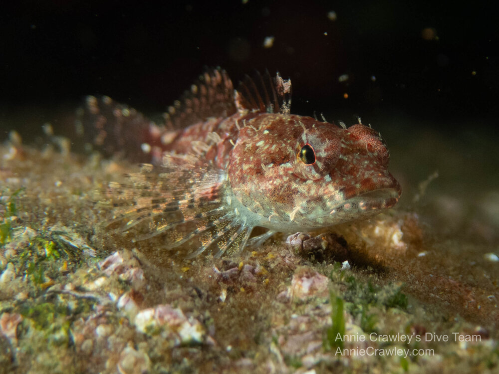  Scalyhead sculpin. Photo by Elise. 