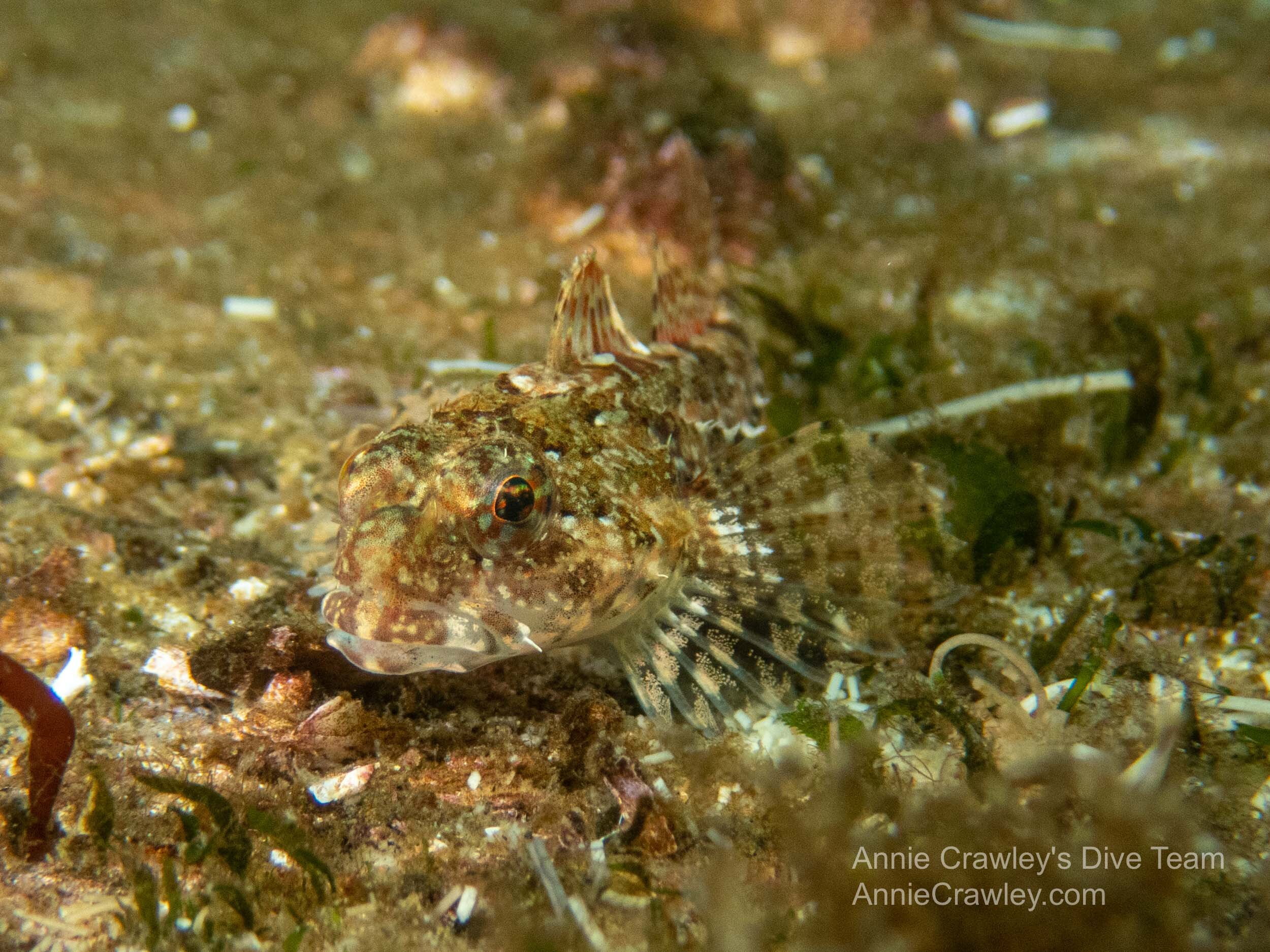  Sculpins use camouflage to hide and hunt. Photo by Elise. 