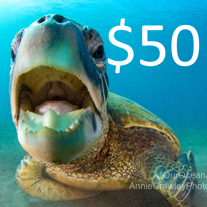 Sea Turtle Level Sponsor