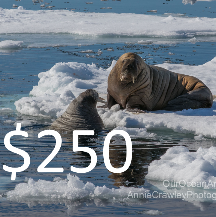 Walrus Level Sponsor