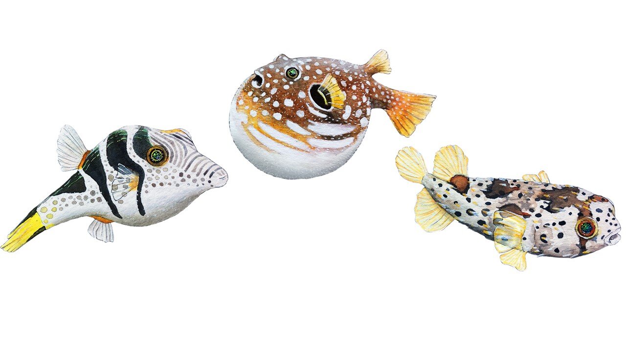  You can purchase Rene’s fish sketches on her website linked below! 