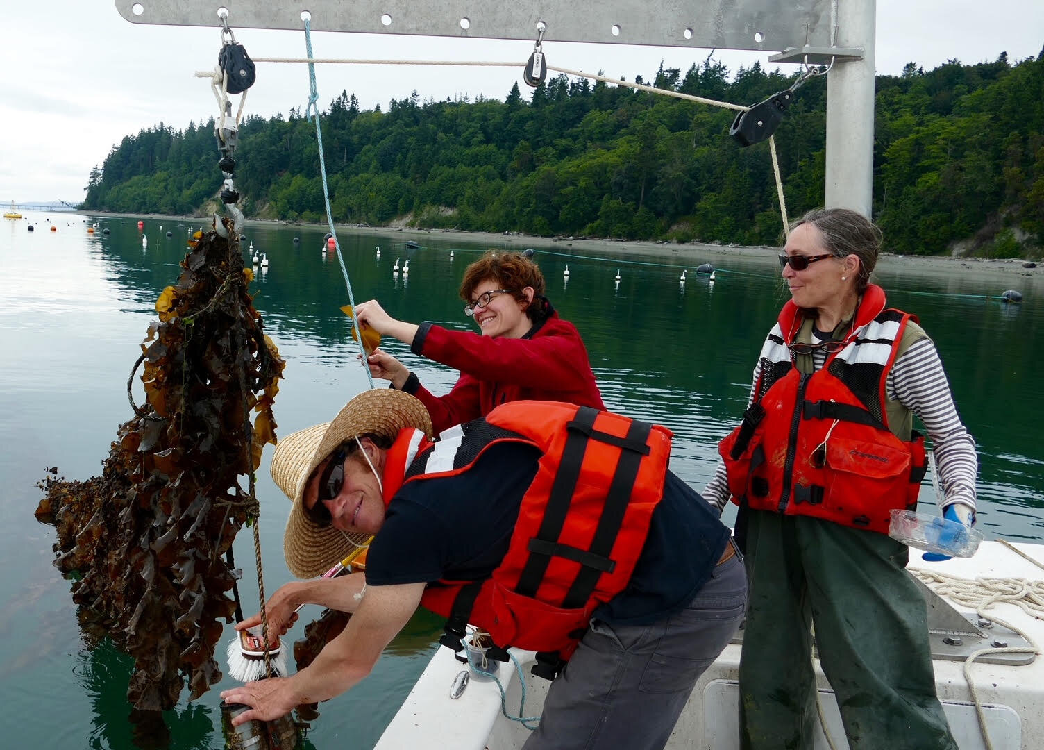   Checking on the experimental kelp crop in Hood Canal. Can kelp absorb enough carbon dioxide from surrounding seawater to counteract ocean acidification?  