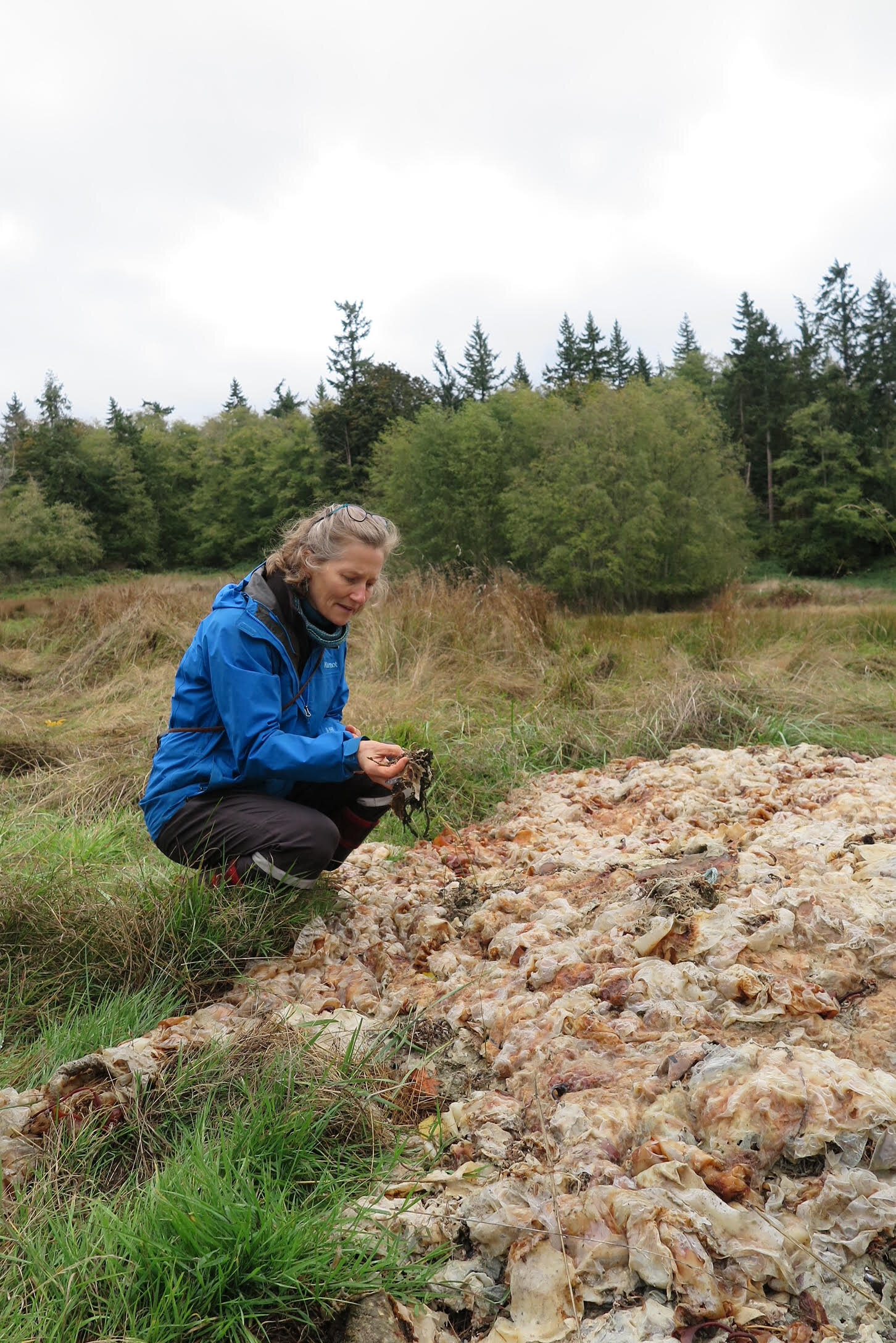  Examining decomposing kelp - experimenting with farmed kelp as an agricultural soil supplement. 